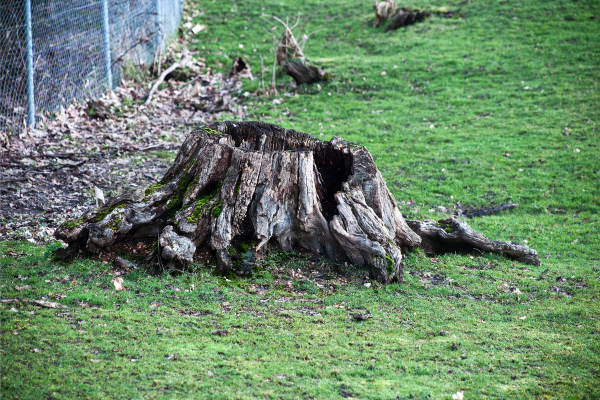 comment faire mourir un arbre facilement
