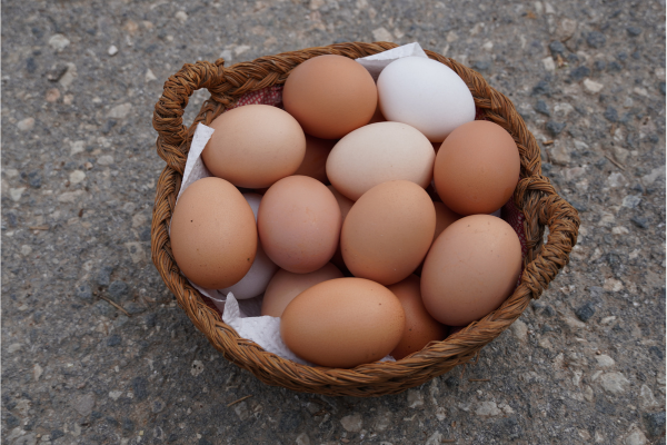 tout savoir sur la catégorie a des oeufs