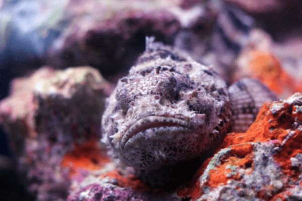 Le crapaud buffle, envahisseur toxique terrestre