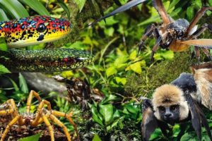 animaux les plus effrayants et dangereux trouvés aux fidji