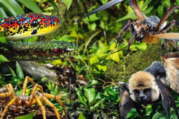 animaux les plus effrayants et dangereux trouvés aux fidji